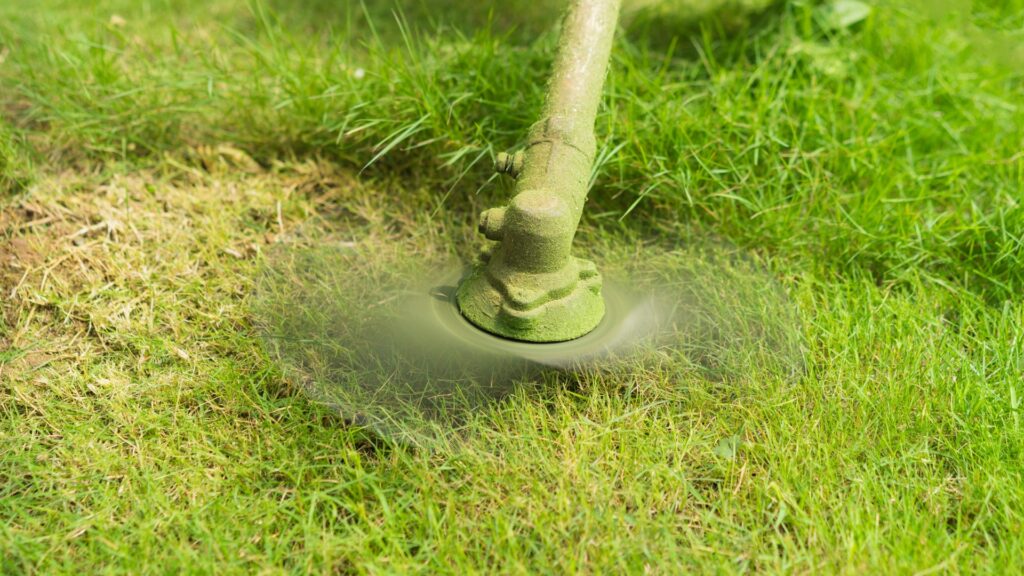 bosmaaier-maait-gras