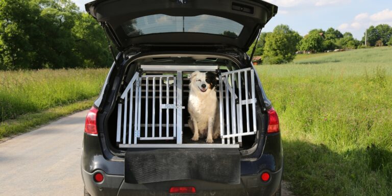 honden-bench-voor-auto-grote-hond-hondenbench-in-auto