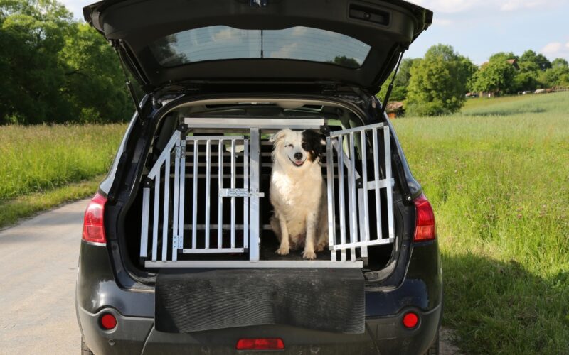 honden-bench-voor-auto-grote-hond-hondenbench-in-auto