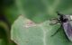 rouwvliegjes-biologisch-bestrijden
